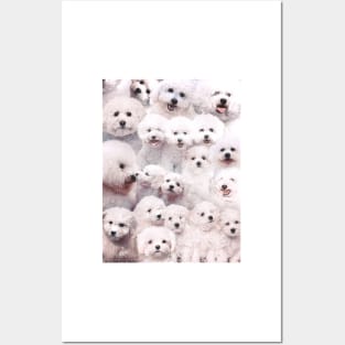 Bichons - Dogs Posters and Art